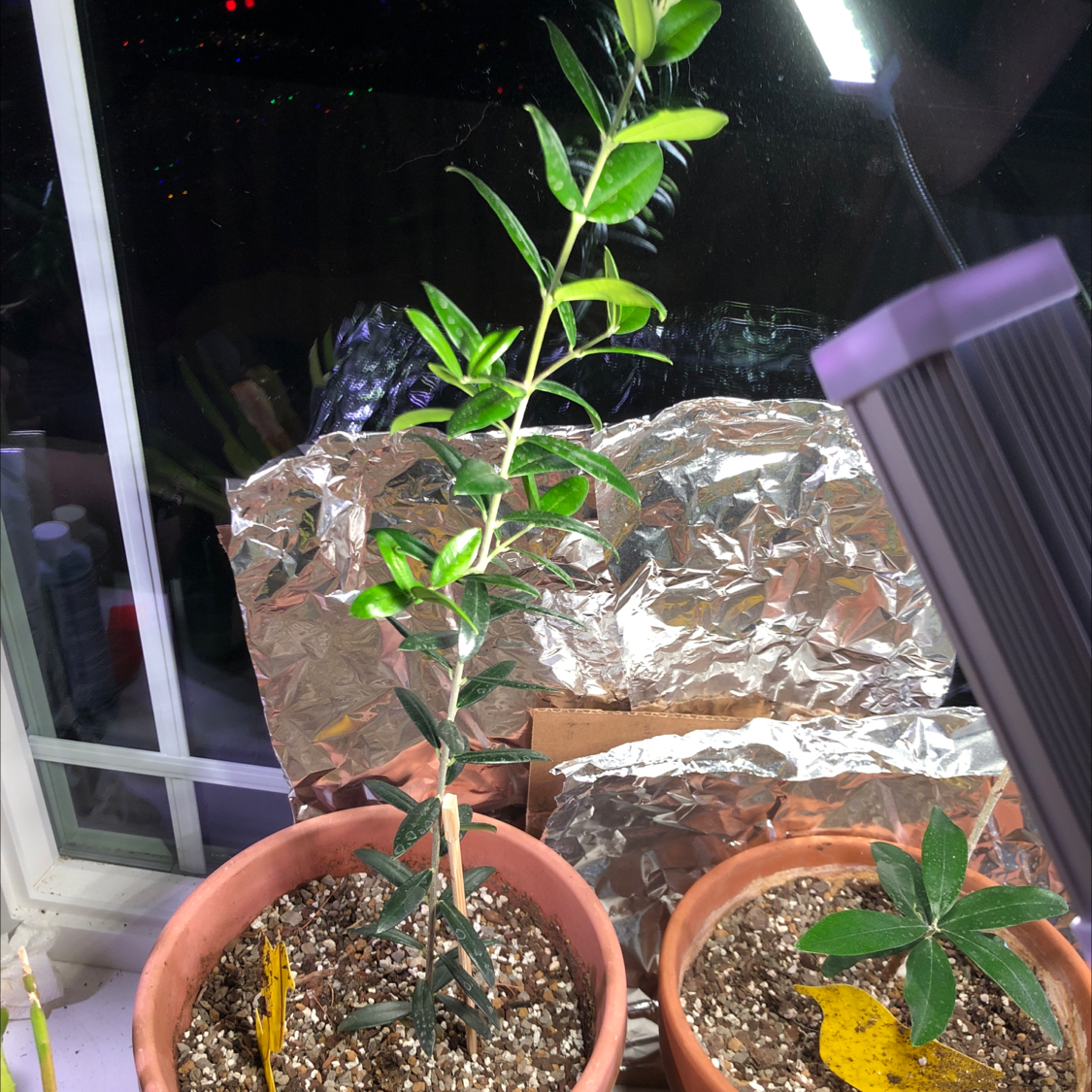 Indoor olive tree in a pot near a window, with visible soil and healthy green leaves.