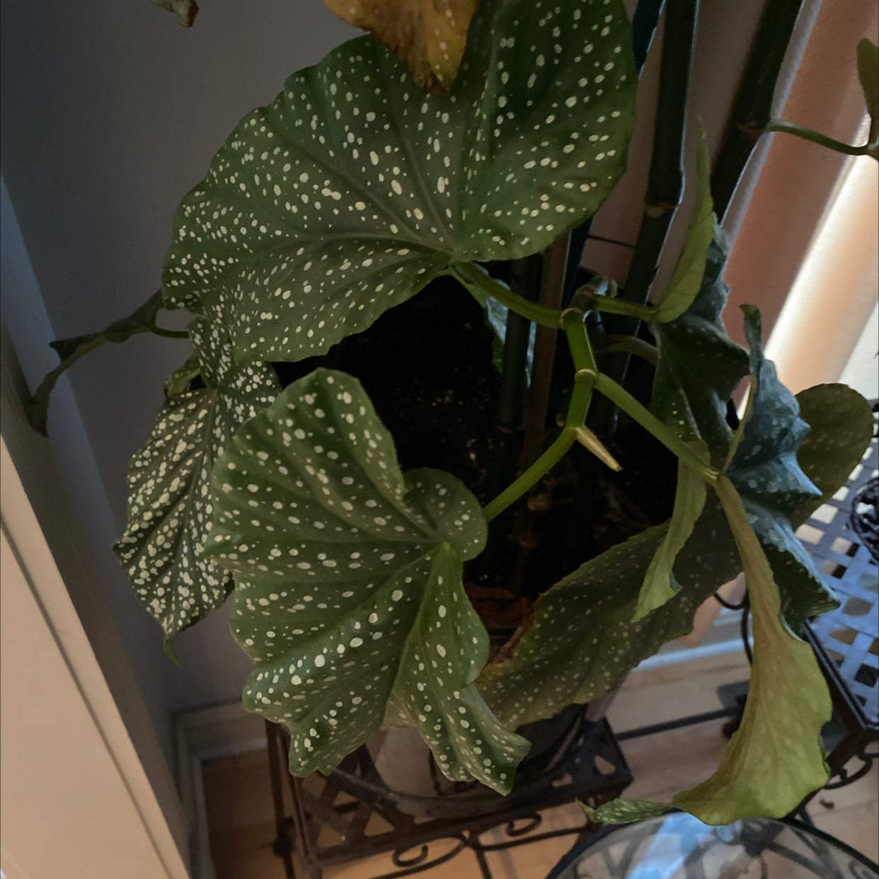 Polka Dot Begonia with spotted leaves, some yellowing and browning visible.