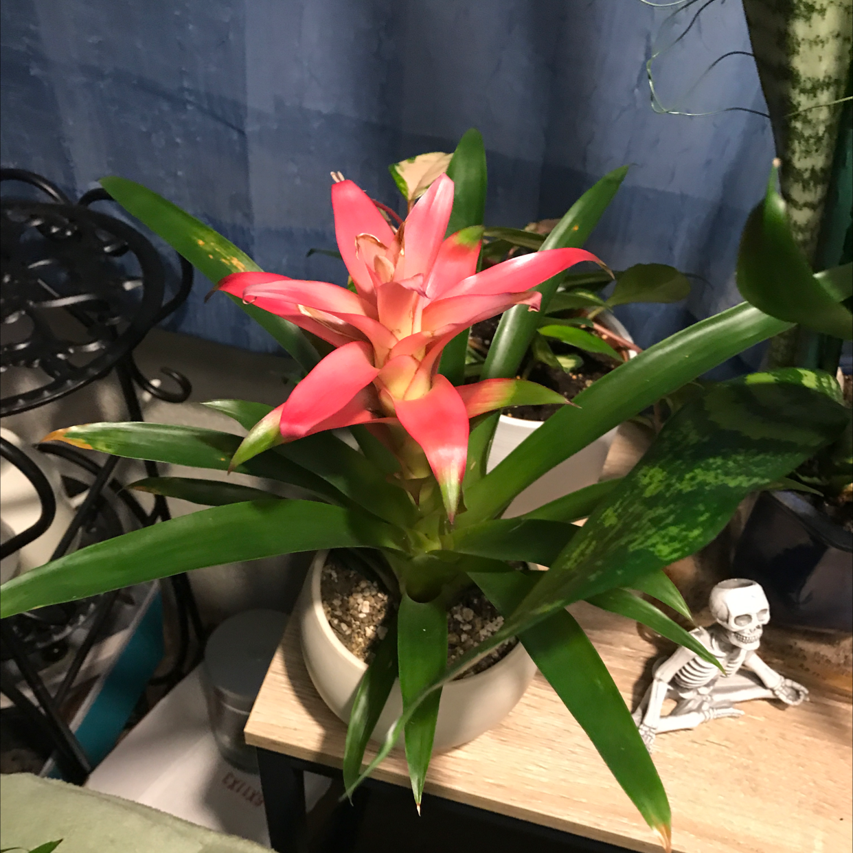 Vibrant coral-pink Droophead Tufted Airplant in bloom, potted in a white ceramic container alongside decorative objects.