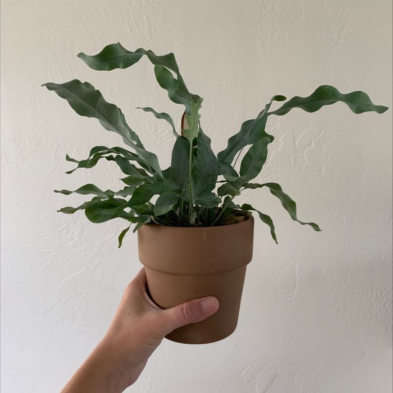 Blue Star Fern in a terracotta pot held by a hand against a plain background.