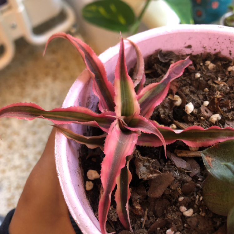 Earth Stars plant in a pink pot with vibrant pink and green striped leaves. Soil is visible with perlite and bark chips.