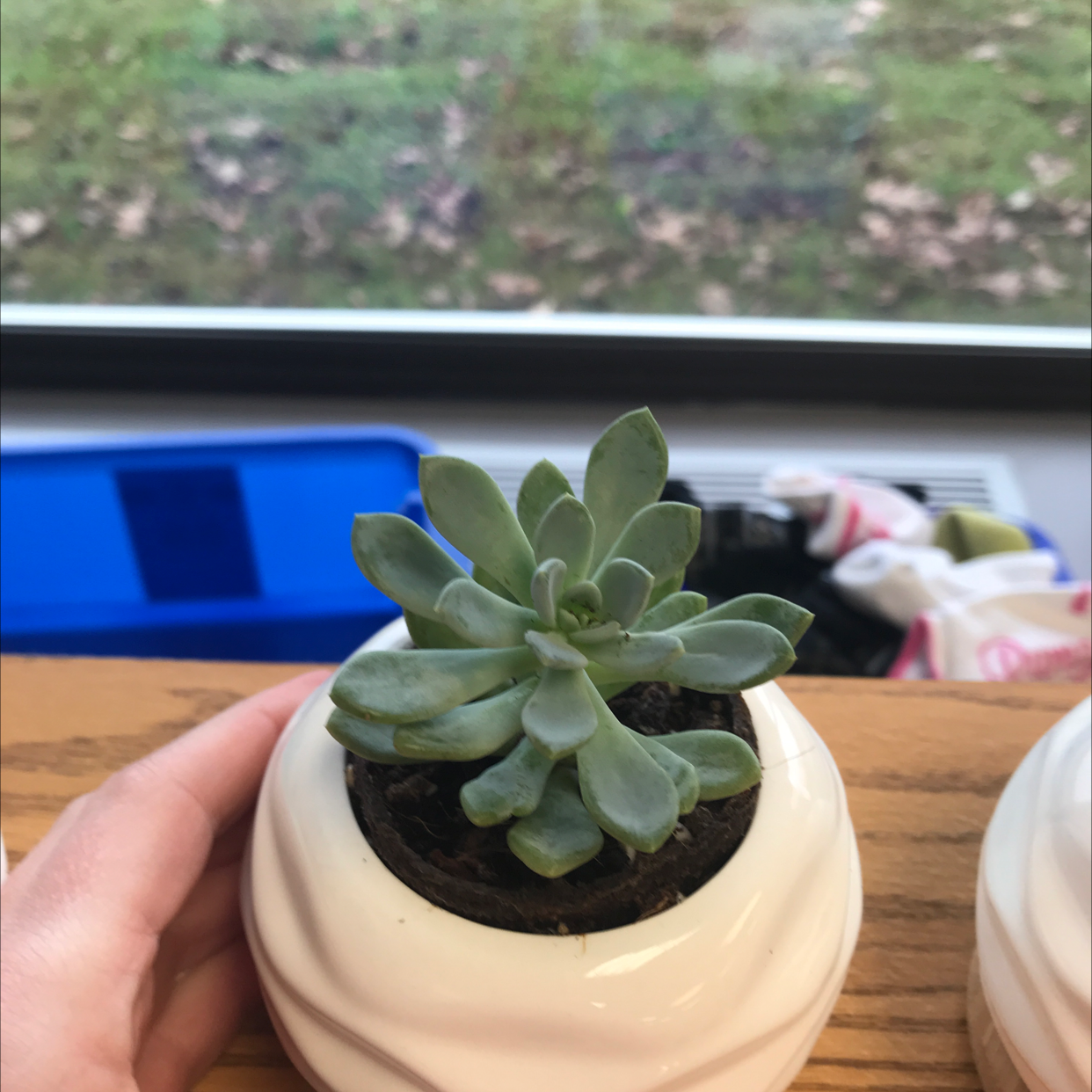 Echeveria Runyonii succulent in a white pot, held by a hand.
