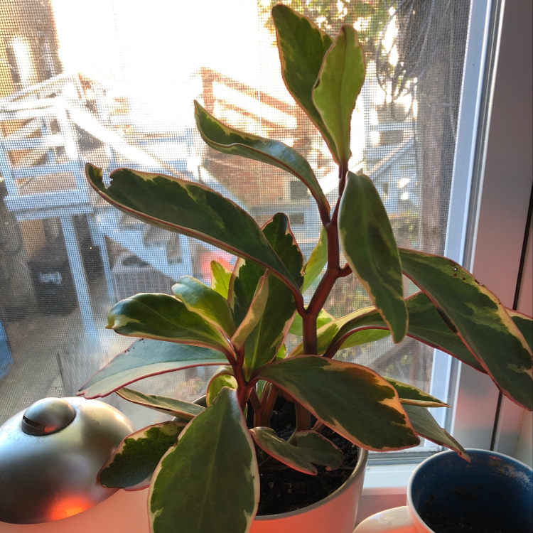 Healthy Jelly Plant with variegated leaves near a window in a white pot.