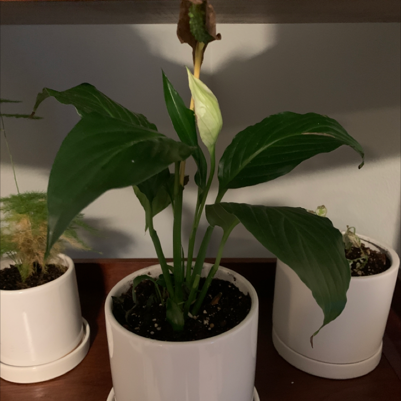 🔧 How To Fix Peace Lily Leaves Curling