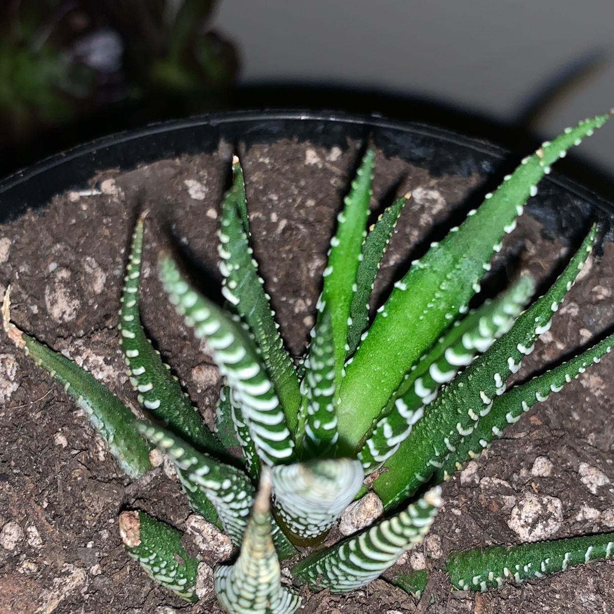 Zebra Plant plant photo by @indicaBadiee named Mr.stripes on Greg, the plant care app.