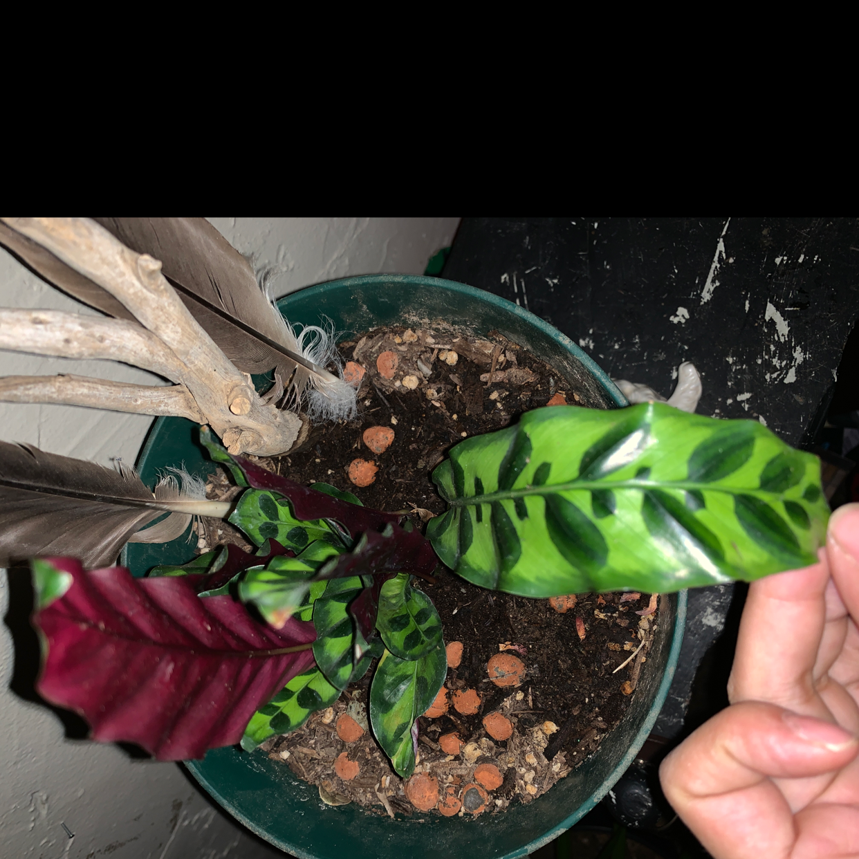 Rattlesnake Plant plant photo by @indicaBadiee named Lady calathea on Greg, the plant care app.