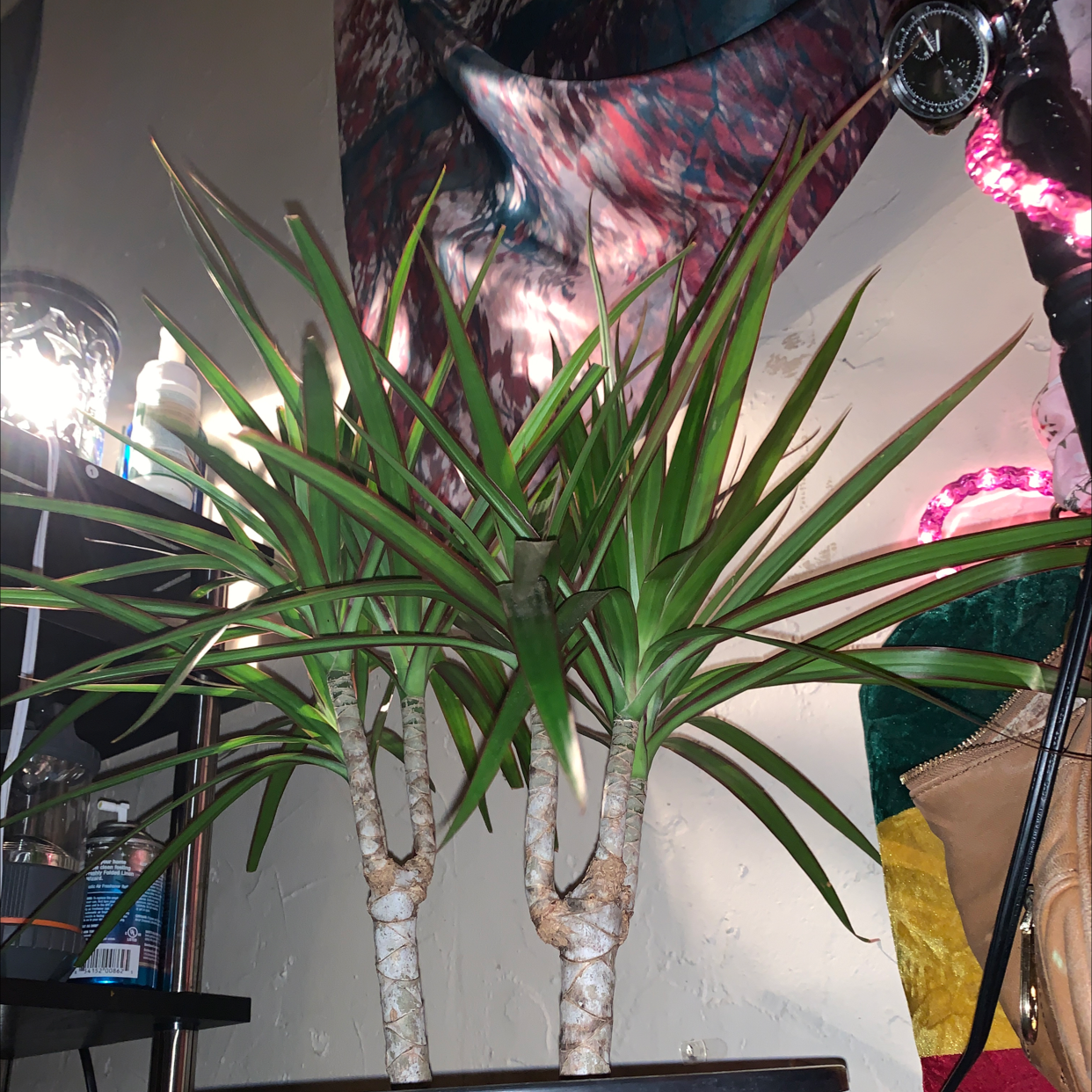 Dragon Tree plant photo by @indicaBadiee named Dragontree on Greg, the plant care app.