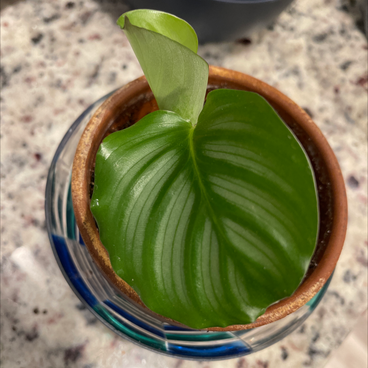 Calathea Orbifolia plant in a small pot with a single healthy leaf.