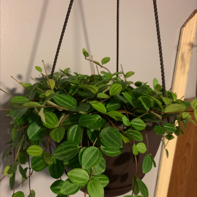 Healthy Radiator Plant in a hanging pot with vibrant green leaves.
