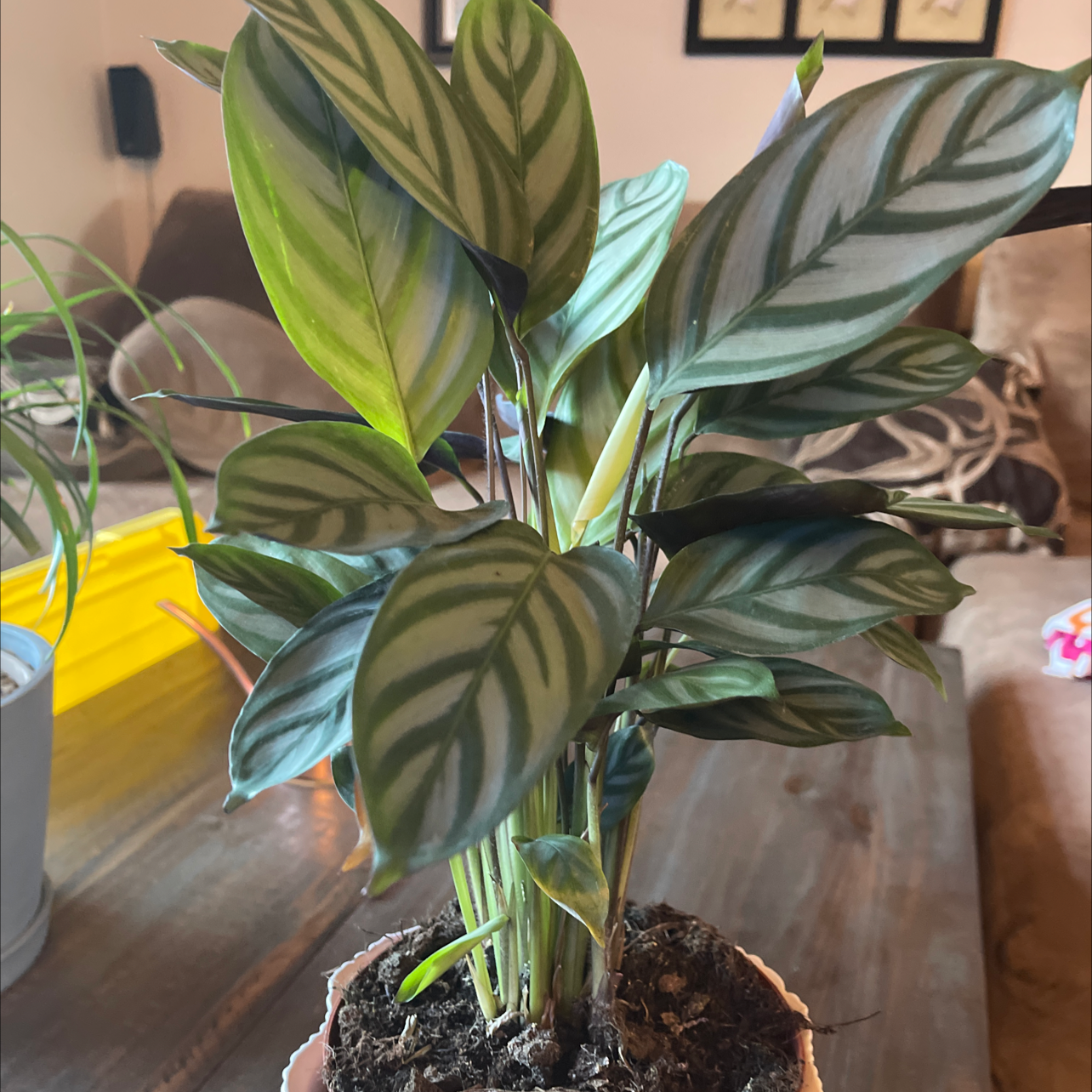 Never Never Plant with green and white striped leaves in a pot with visible soil.