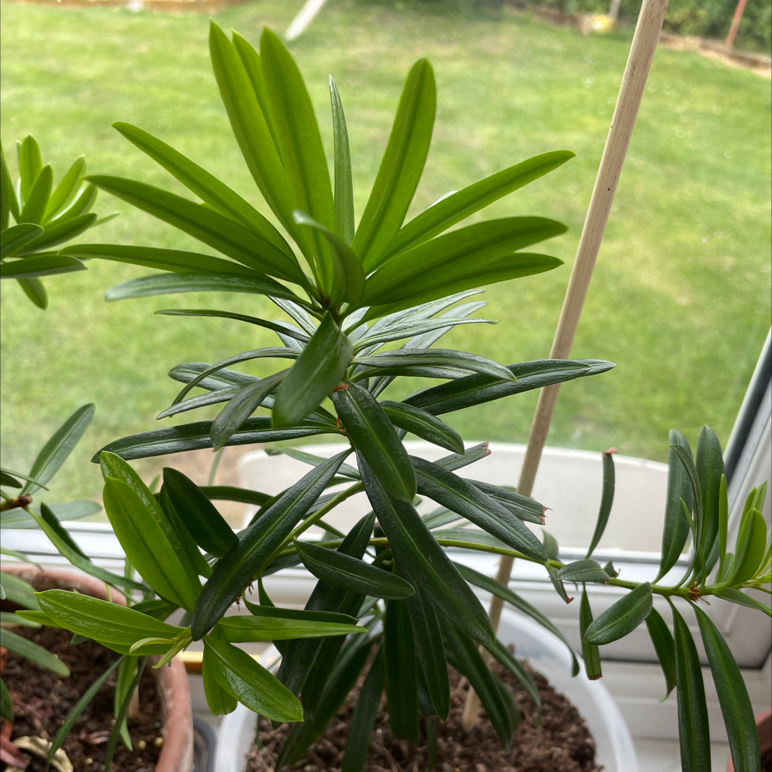Indoor Podocarpus plant with healthy green leaves in a pot.