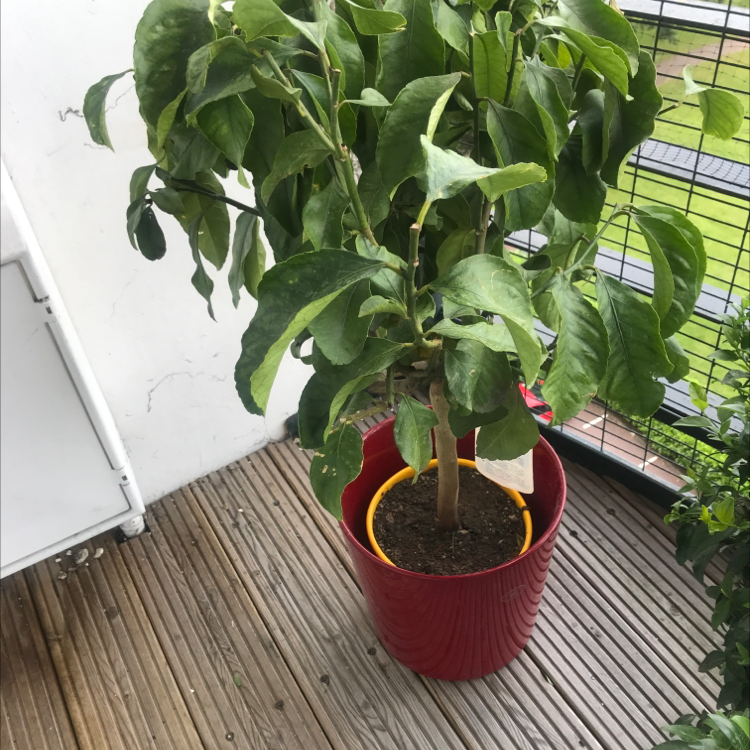 Photo of the plant species Euphorbia bicompacta by Plant parent named Harmony on Greg, the plant care app