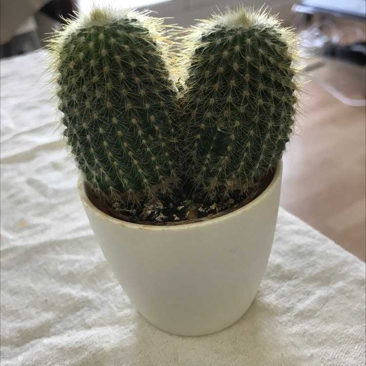 Photo of the plant species Cephalocereus polylophus by Plant parent named Apollo on Greg, the plant care app
