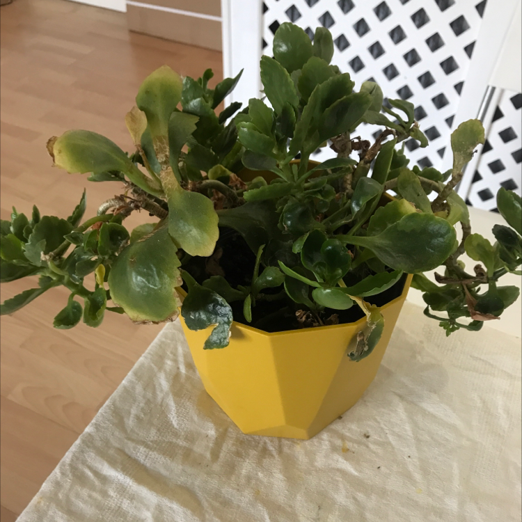 Florist Kalanchoe plant photo by Plant parent named Homer on Greg, the plant care app.