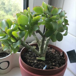 Silver Jade Plant plant photo by Plant parent named Fernie Mac on Greg, the plant care app.