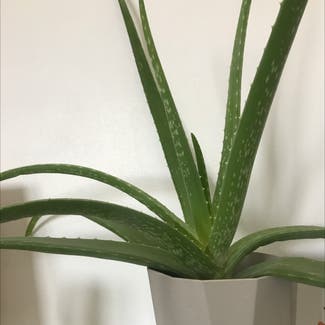 Aloe Vera plant in London, England