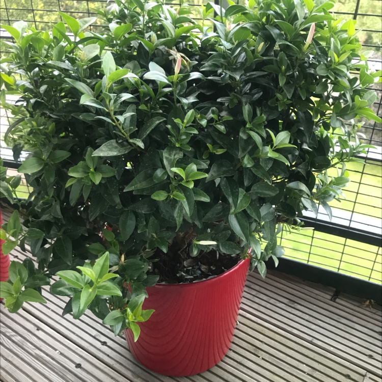 Photo of the plant species White Jasmine by Plant parent named Muhammad Ali on Greg, the plant care app