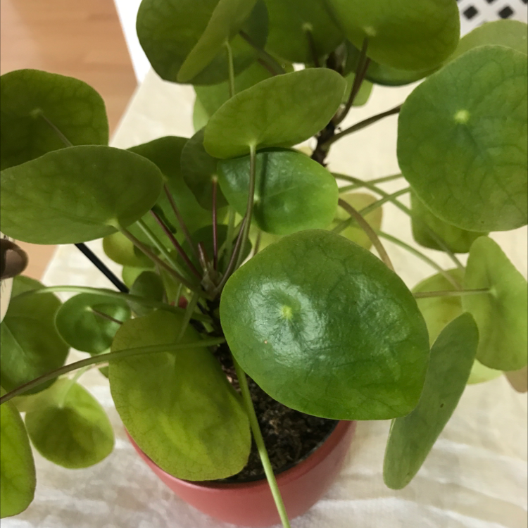 Chinese Money Plant plant photo by Plant parent named Harper on Greg, the plant care app.