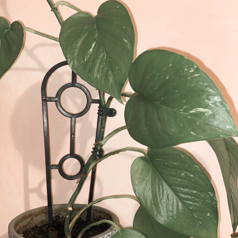 Taro Vine plant photo by @charlizetilley_ named ivy on Greg, the plant care app.