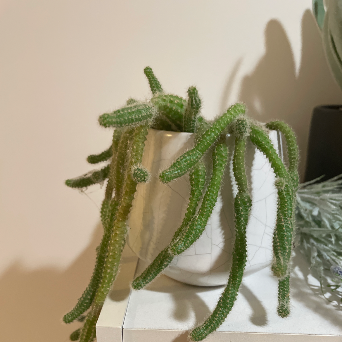 Peanut Cactus in a white pot with green stems, no visible health issues.