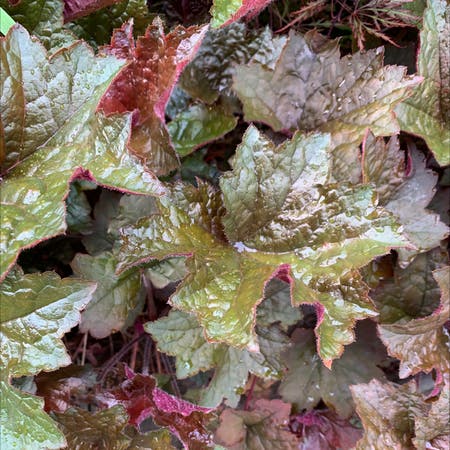 Photo of the plant species Heuchera 'Silver Gumdrop' by Connie named Your plant on Greg, the plant care app