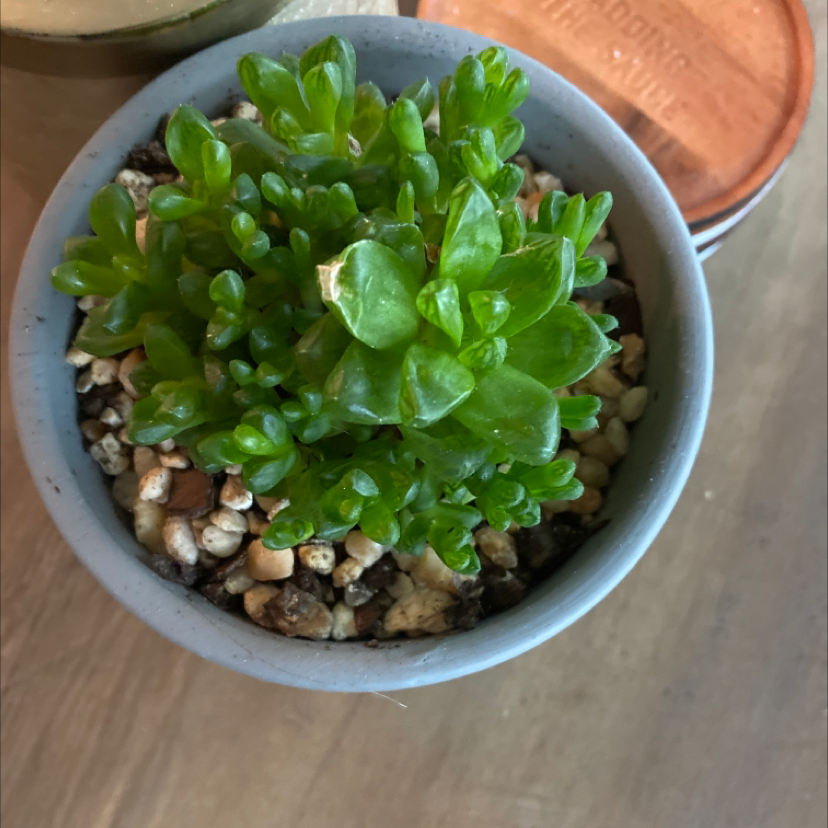 A healthy succulent plant in a pot with well-draining soil.