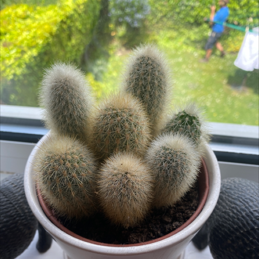 Silver Ball Cactus in a pot, well-framed and healthy.