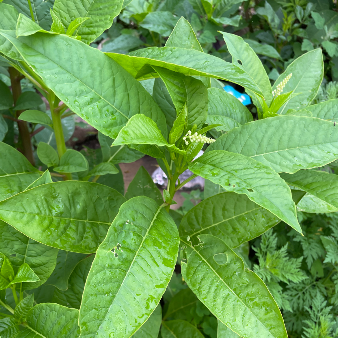 Shop pokeweed and dogs Best Sale