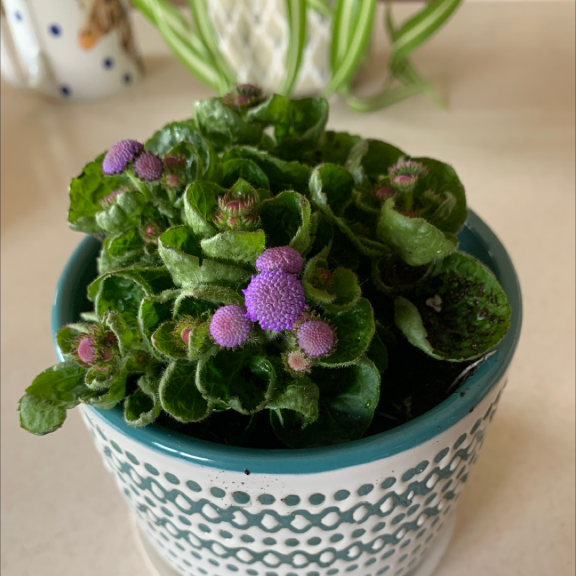 Potted Blue Billygoat Weed with green leaves and small purple flowers.