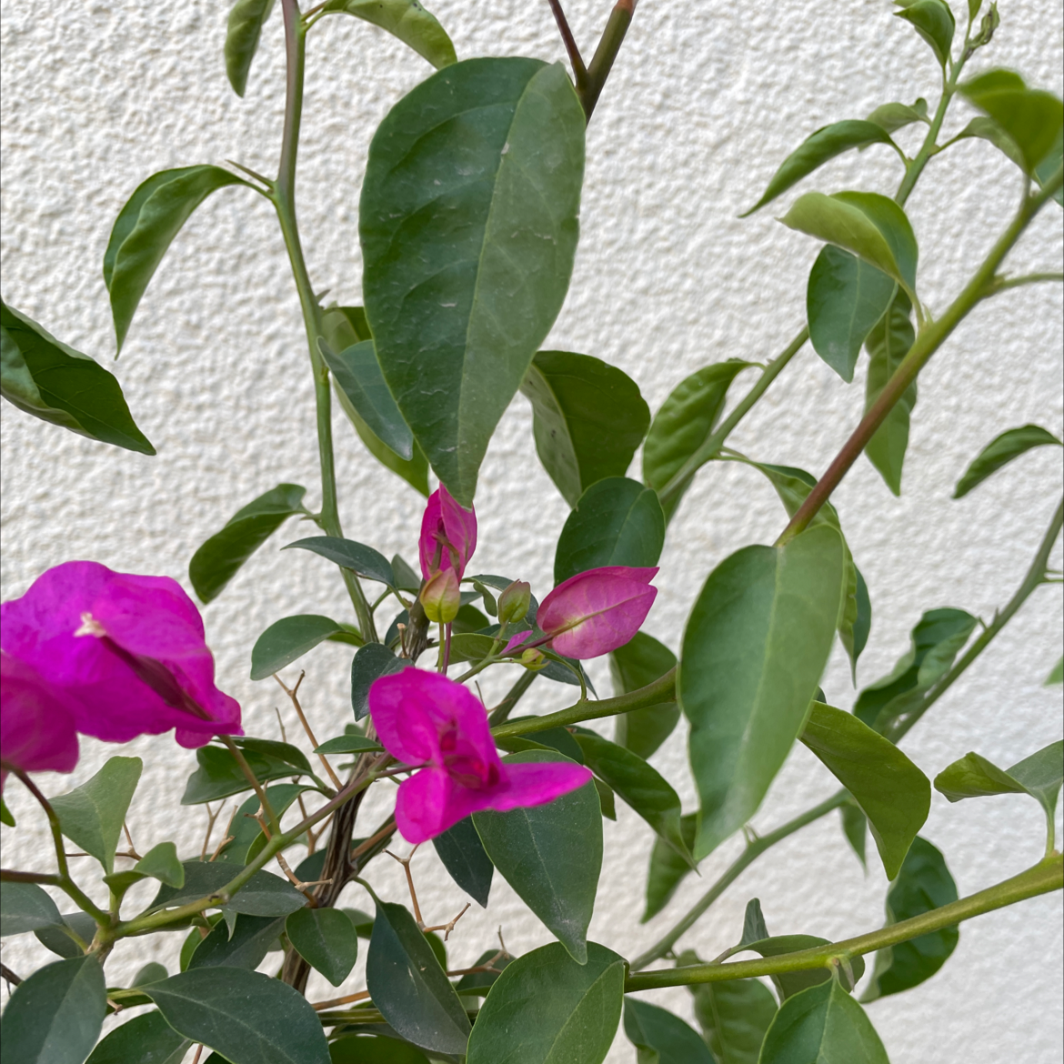 Lesser Bougainvillea plant with vibrant pink flowers and green leaves against a white background.