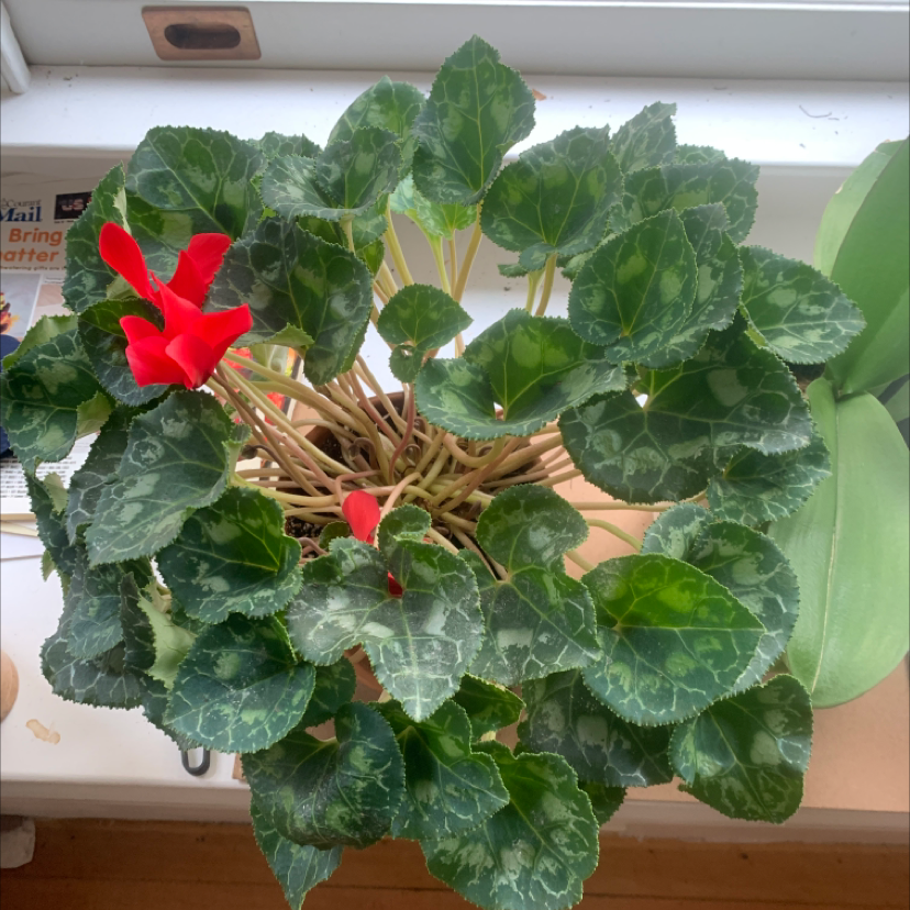 A thriving Persian Cyclamen plant with large, marbled leaves and vibrant red flowers, held by a human hand with wooden sticks.