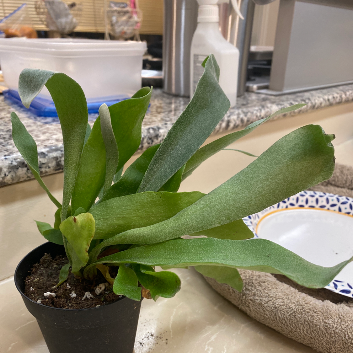Elkhorn Fern in a small black pot with green leaves, indoor setting.