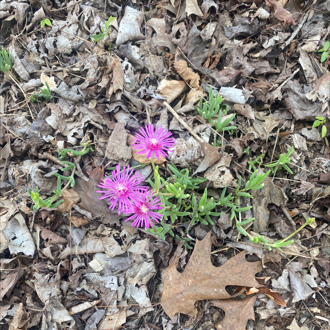 Iceplant with vibrant pink flowers surrounded by dry leaves and visible soil.
