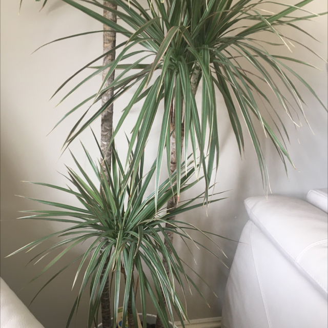 Dragon Tree plant photo by Ellehcim named Dracaena on Greg, the plant care app.