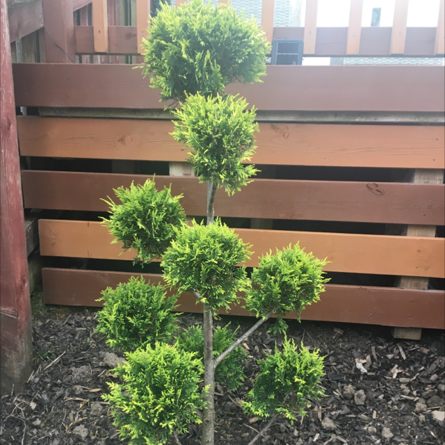 Photo of the plant species Leyland Cypress by Ellehcim named Pom pom on Greg, the plant care app