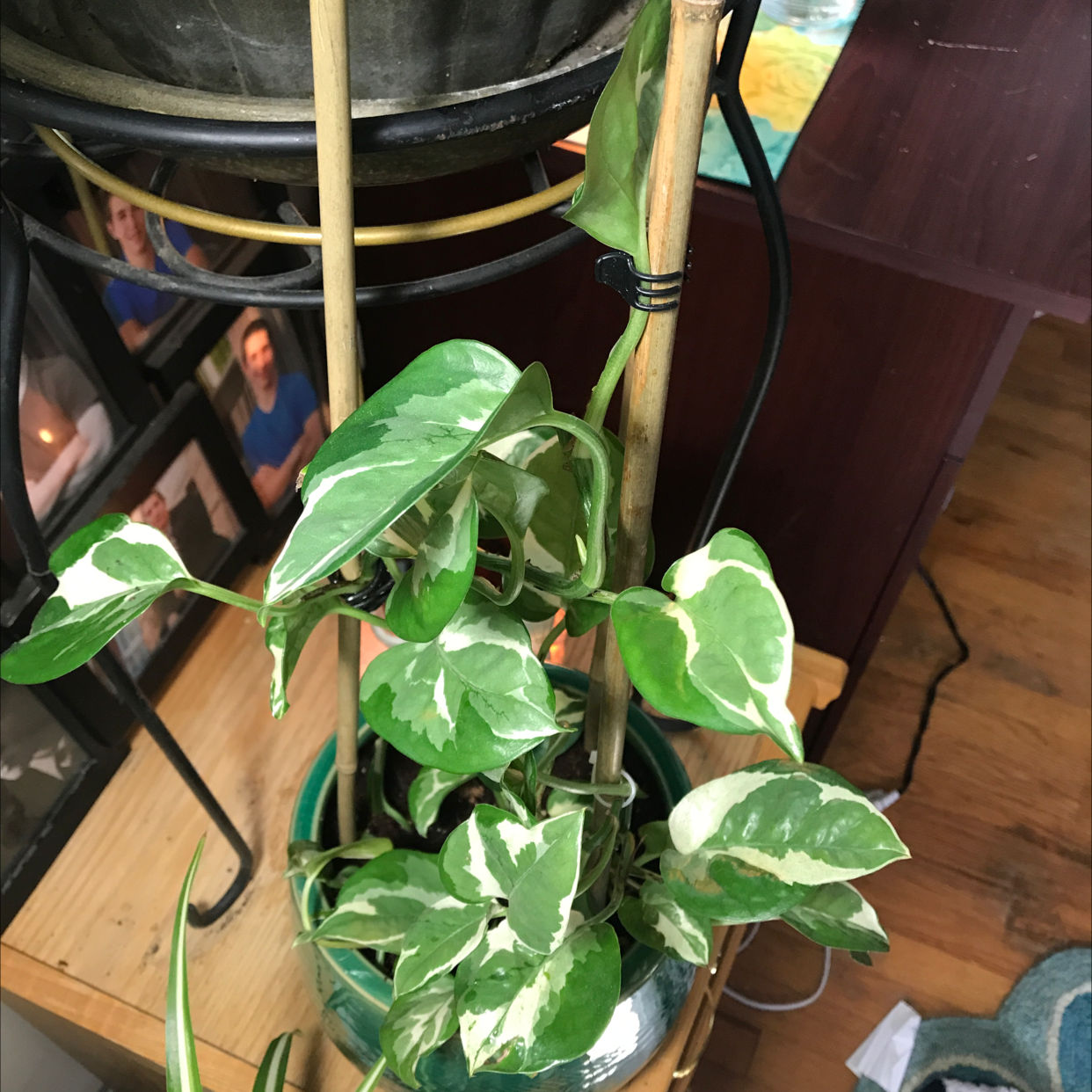 Taro Vine plant photo by Deanna named Joy on Greg, the plant care app.