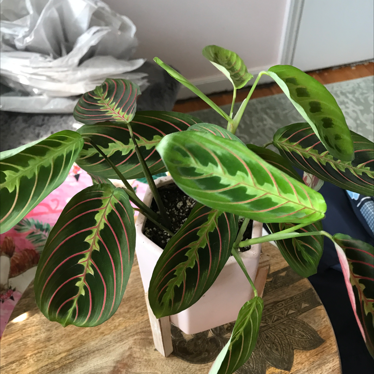 Green Prayer Plant plant photo by Deanna named Diva! on Greg, the plant care app.