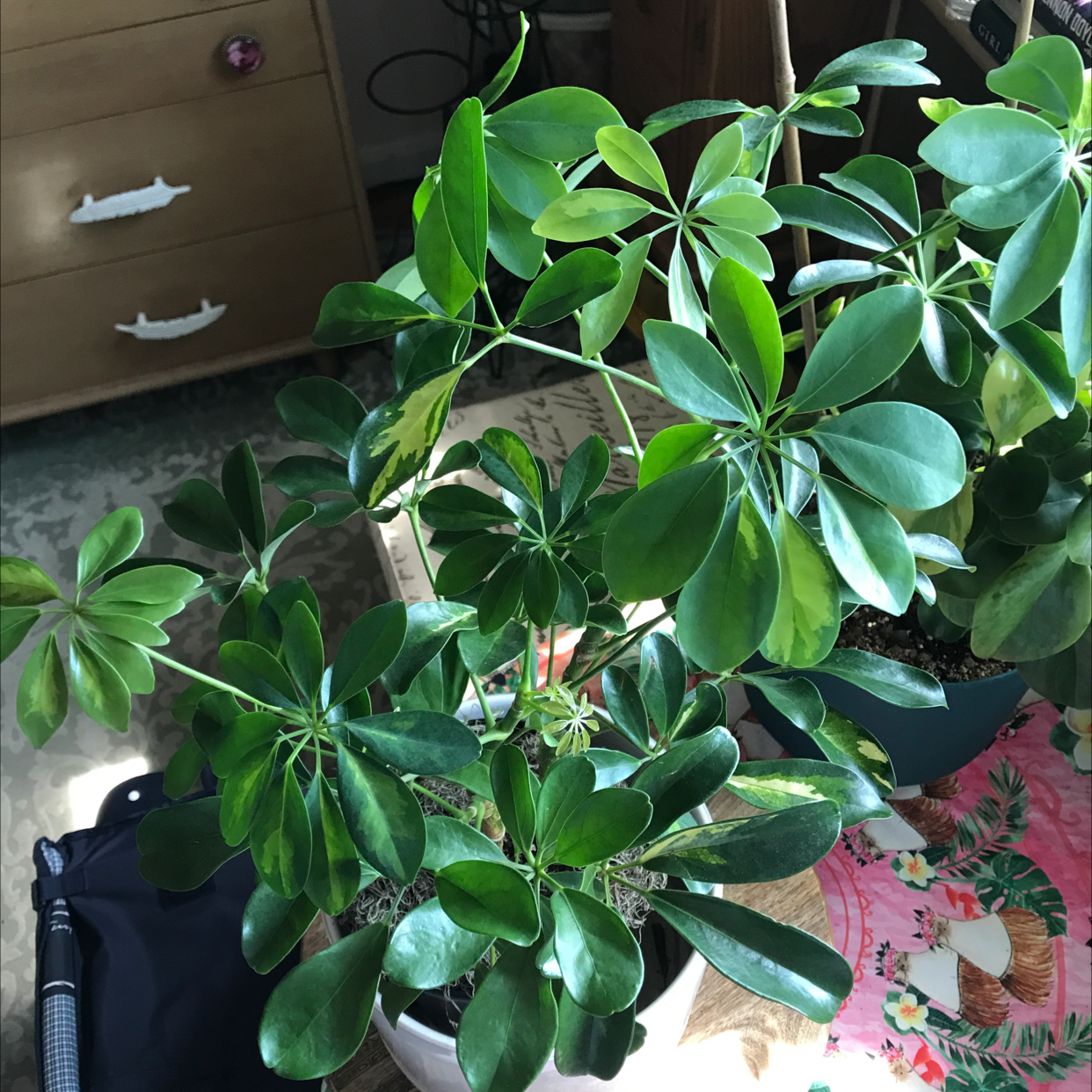 Dwarf Umbrella Tree plant photo by Deanna named Umbro on Greg, the plant care app.