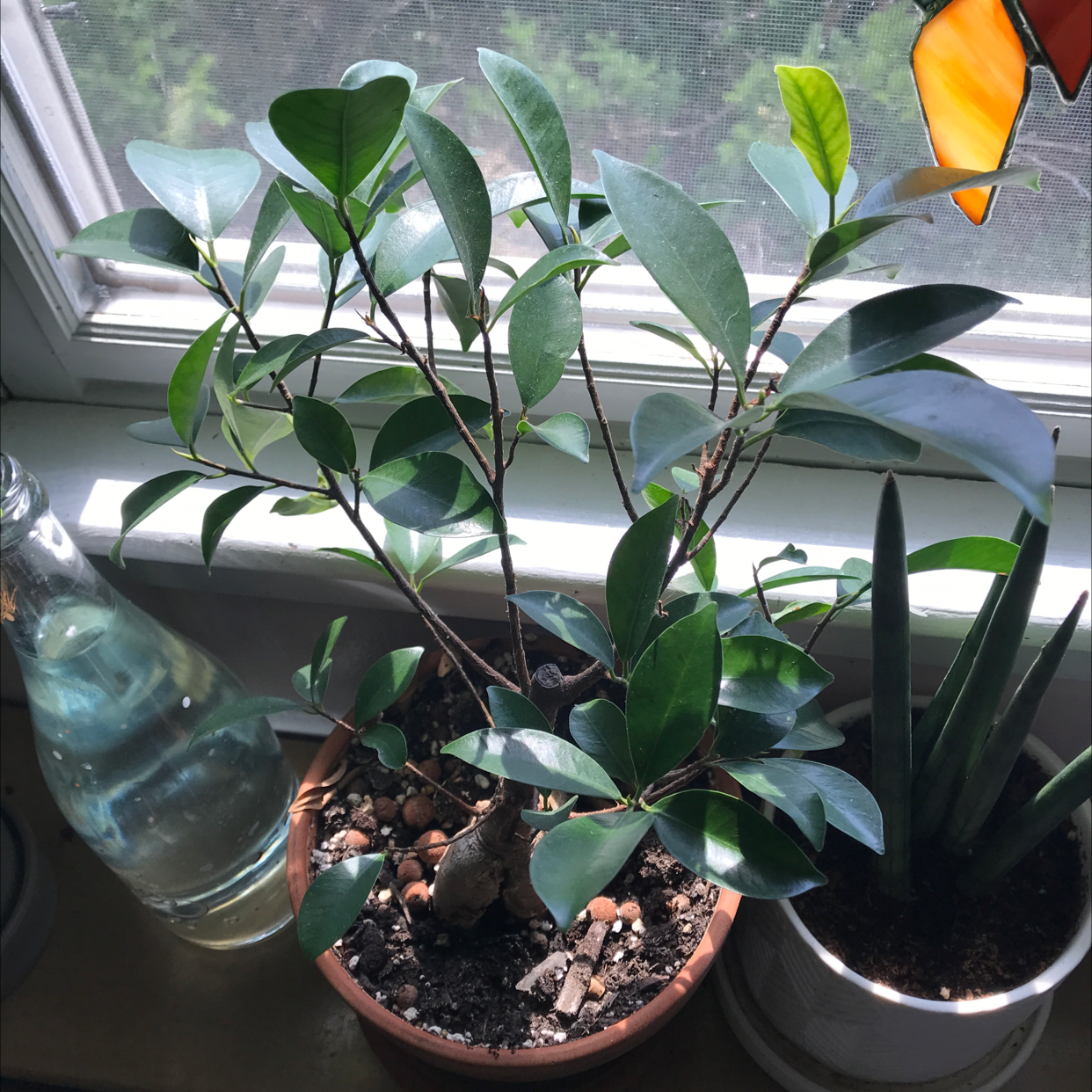 Ficus Ginseng plant photo by Deanna named Zena on Greg, the plant care app.