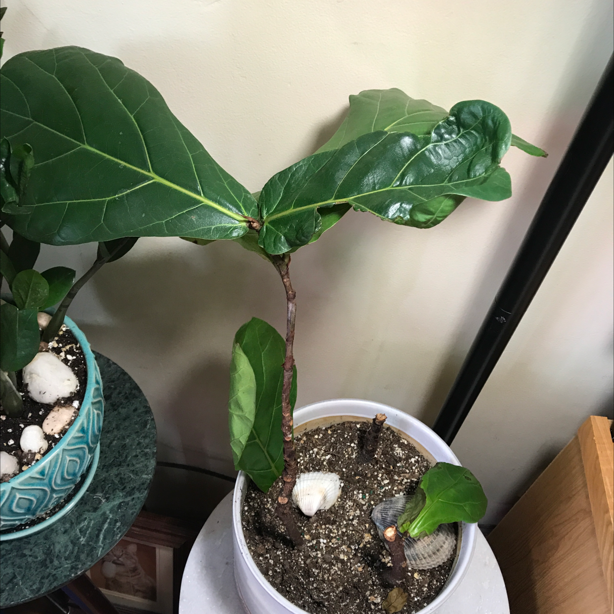 Fiddle Leaf Fig plant photo by Deanna named Freddy FLF on Greg, the plant care app.