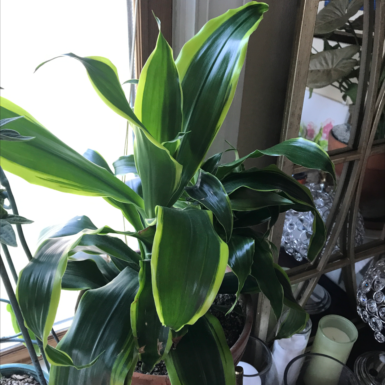 Cornstalk Dracaena plant photo by Deanna named Korky the corn plant on Greg, the plant care app.