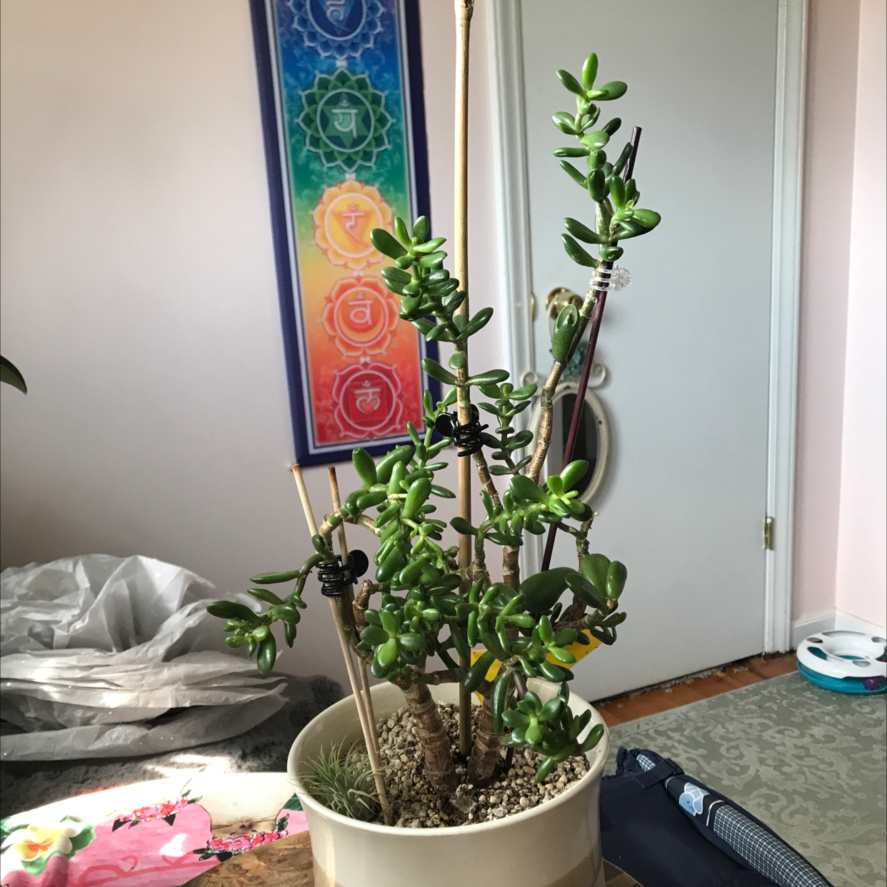 Lucky Plant plant photo by Deanna named Jade on Greg, the plant care app.