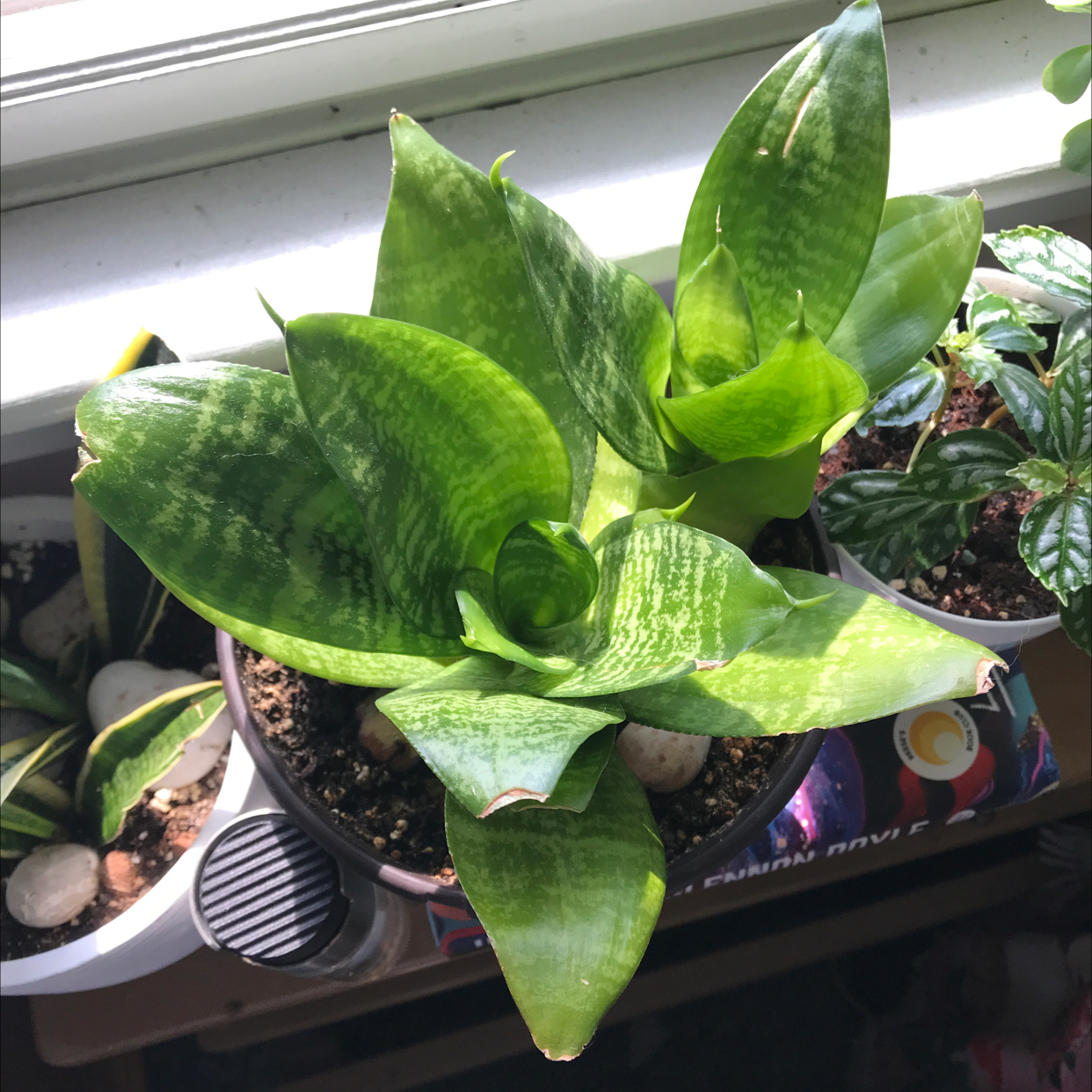 Snake Plant plant photo by Deanna named Sammy on Greg, the plant care app.