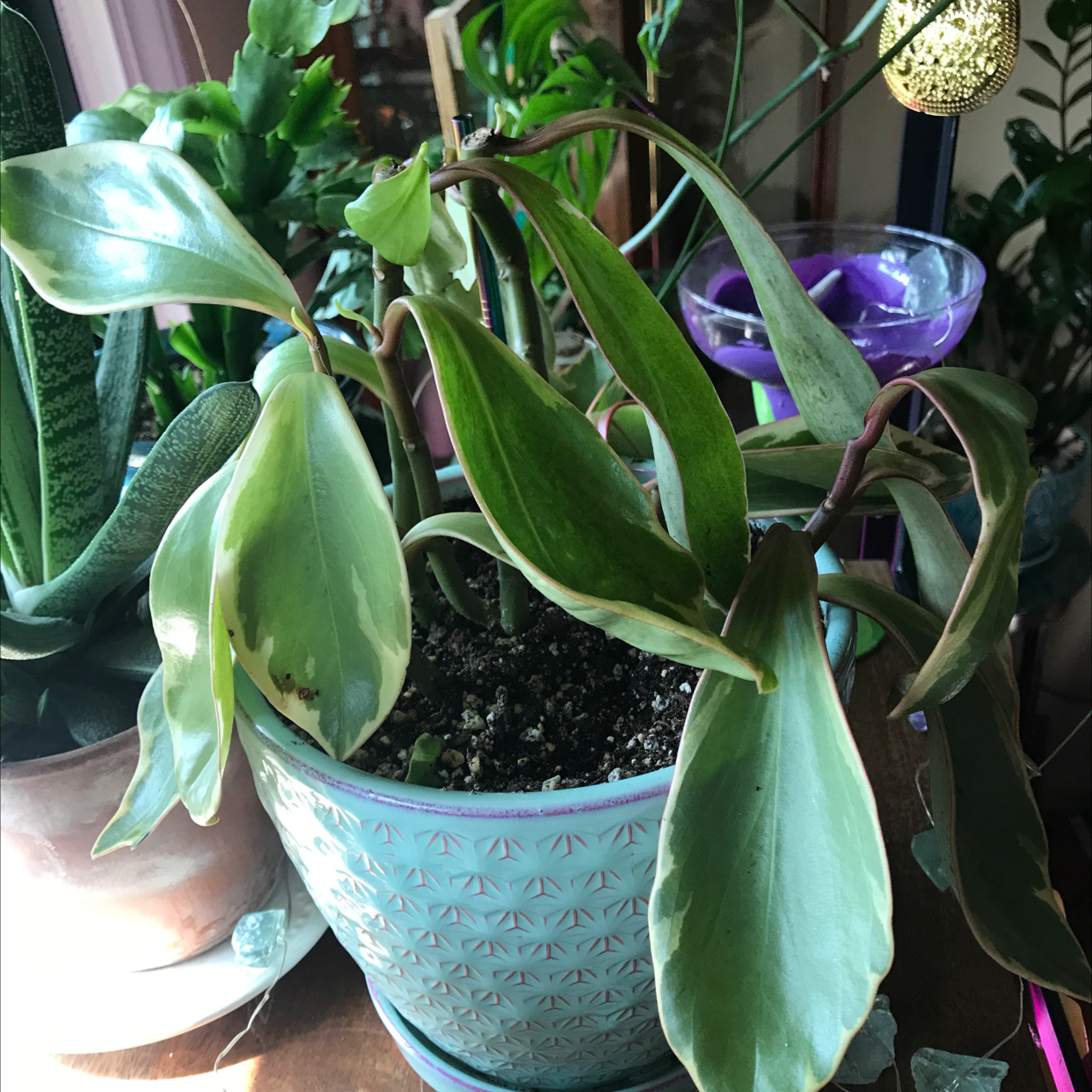 Jelly Plant plant photo by Deanna named Pepper spoon on Greg, the plant care app.