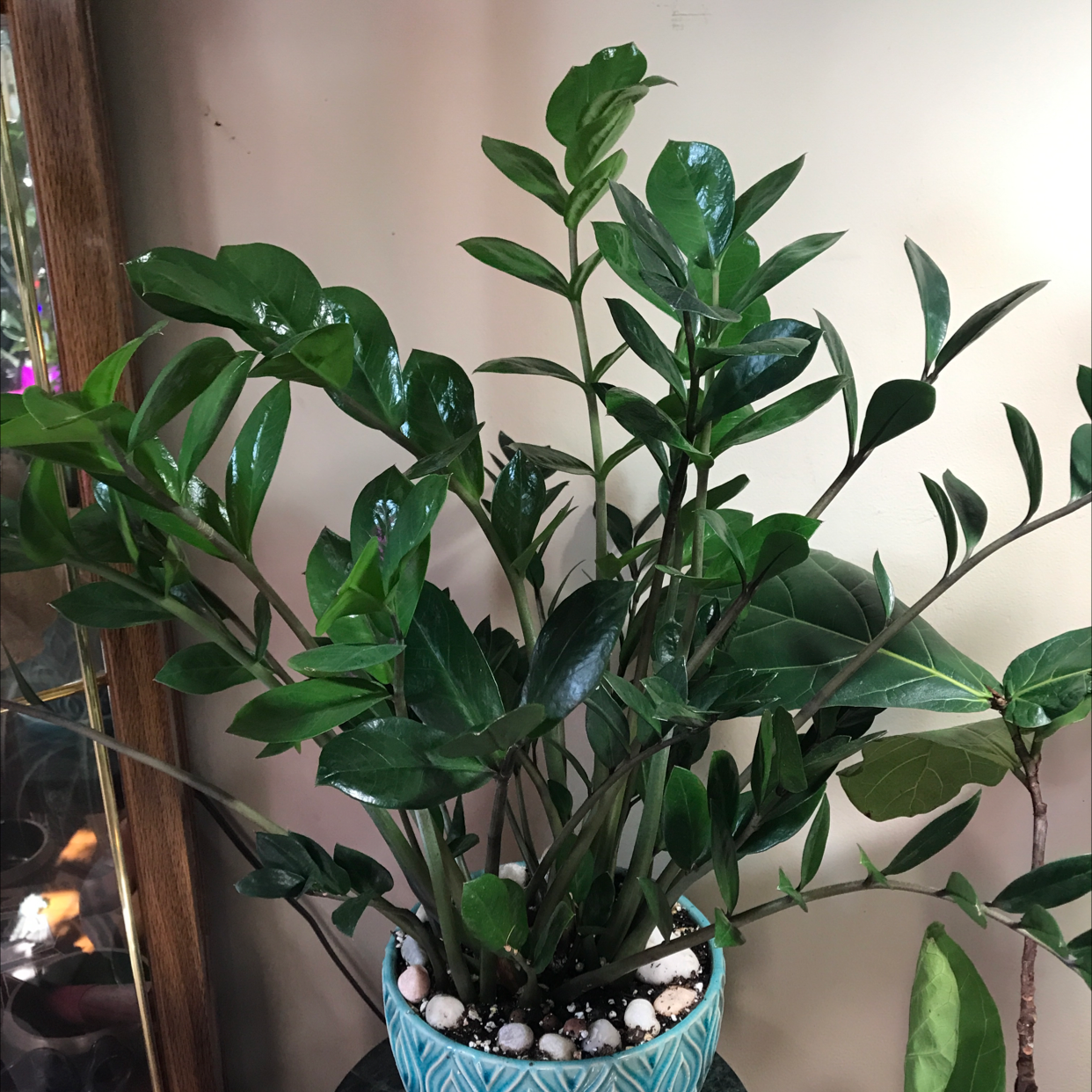 Zamioculcas Zamiifolia plant photo by Deanna named ZZ plant on Greg, the plant care app.