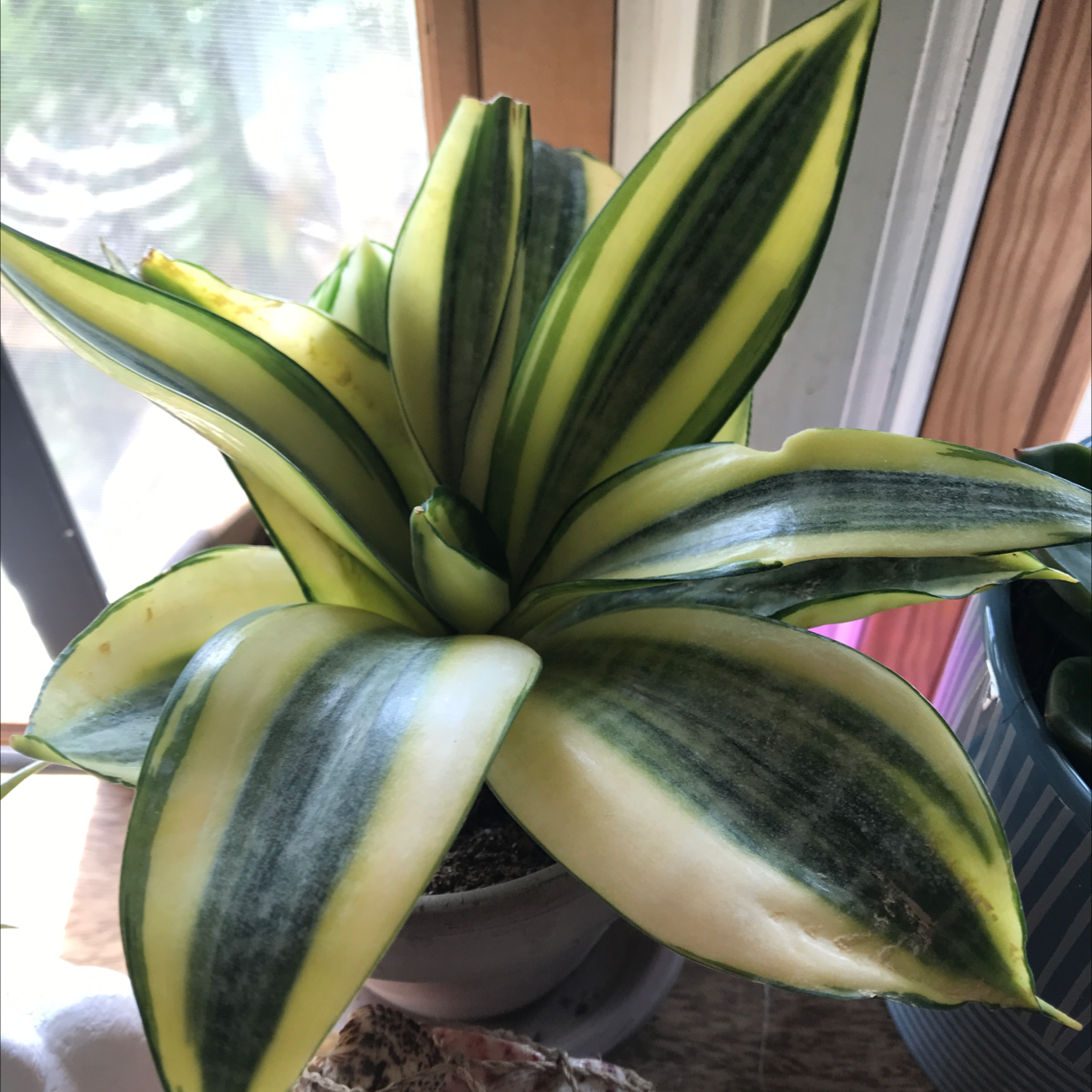 Snake Plant plant photo by Deanna named Lemon lime on Greg, the plant care app.