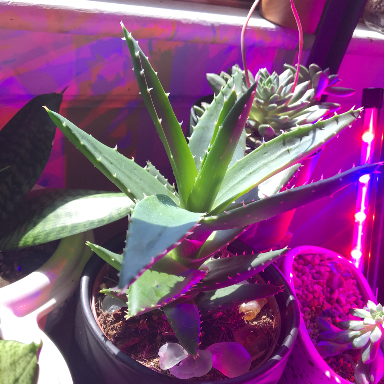 Aloe vera plant photo by Deanna named Seymore on Greg, the plant care app.