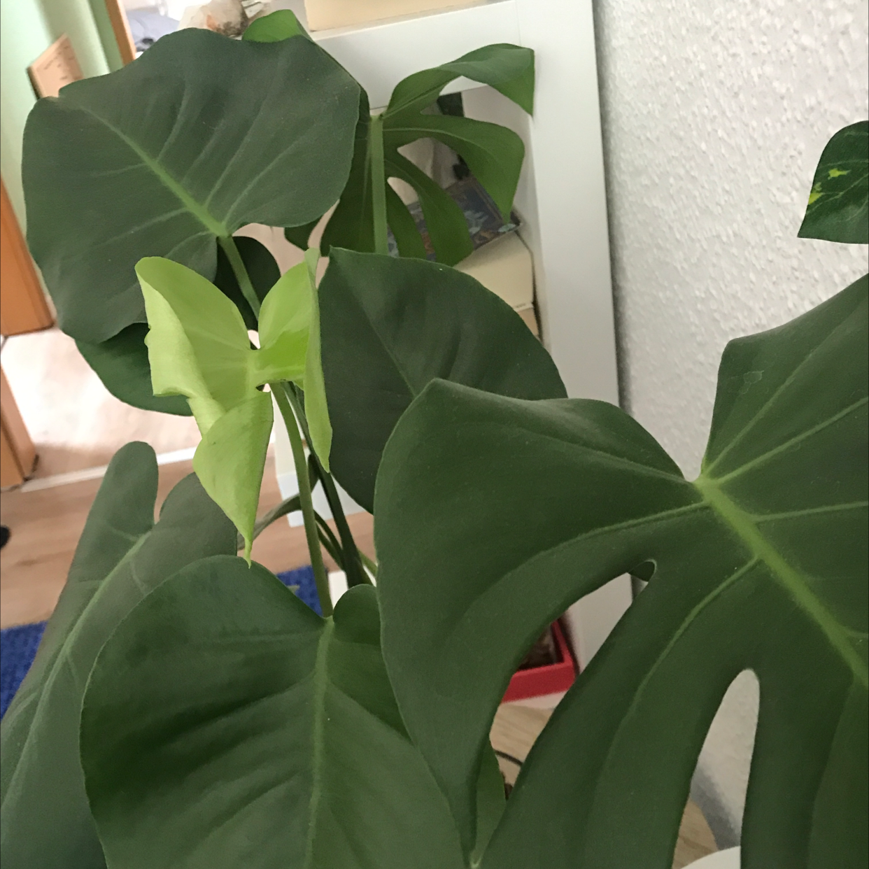 Monstera plant photo by Pia named Monika on Greg, the plant care app.