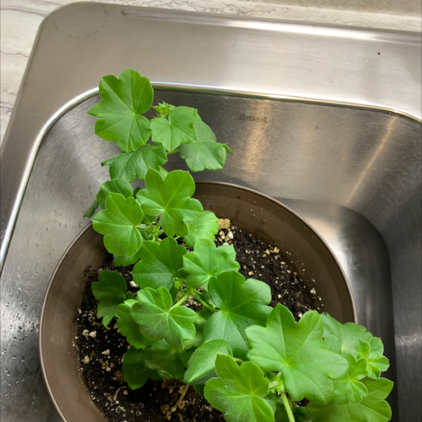 Potted Ivy Geranium plant with green leaves placed in a sink.