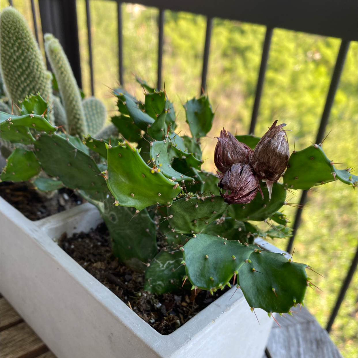 Brazilian Pricklypear plant in a pot with green pads and dried brown buds.